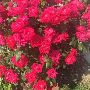 Meet your Posher, Mayra